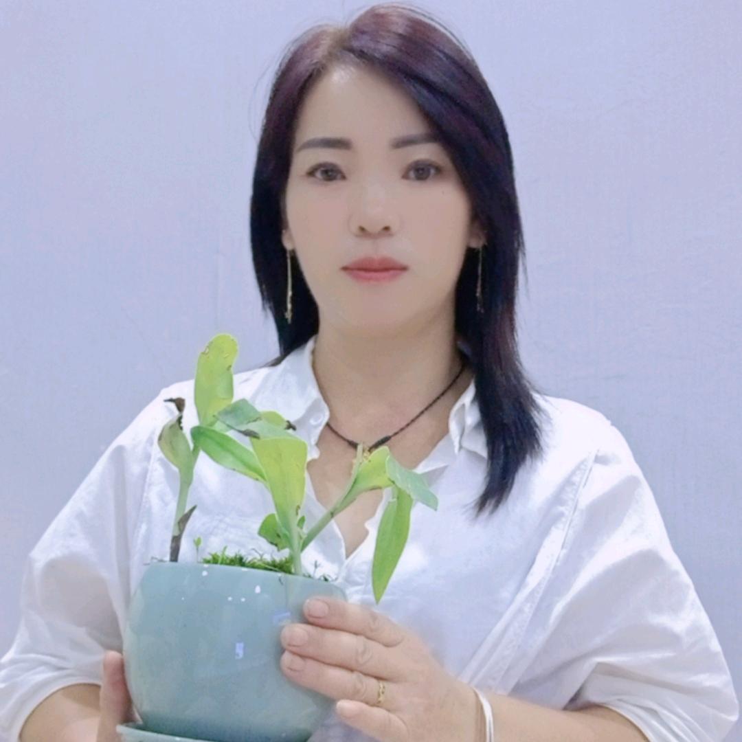 娅姐植物分享1