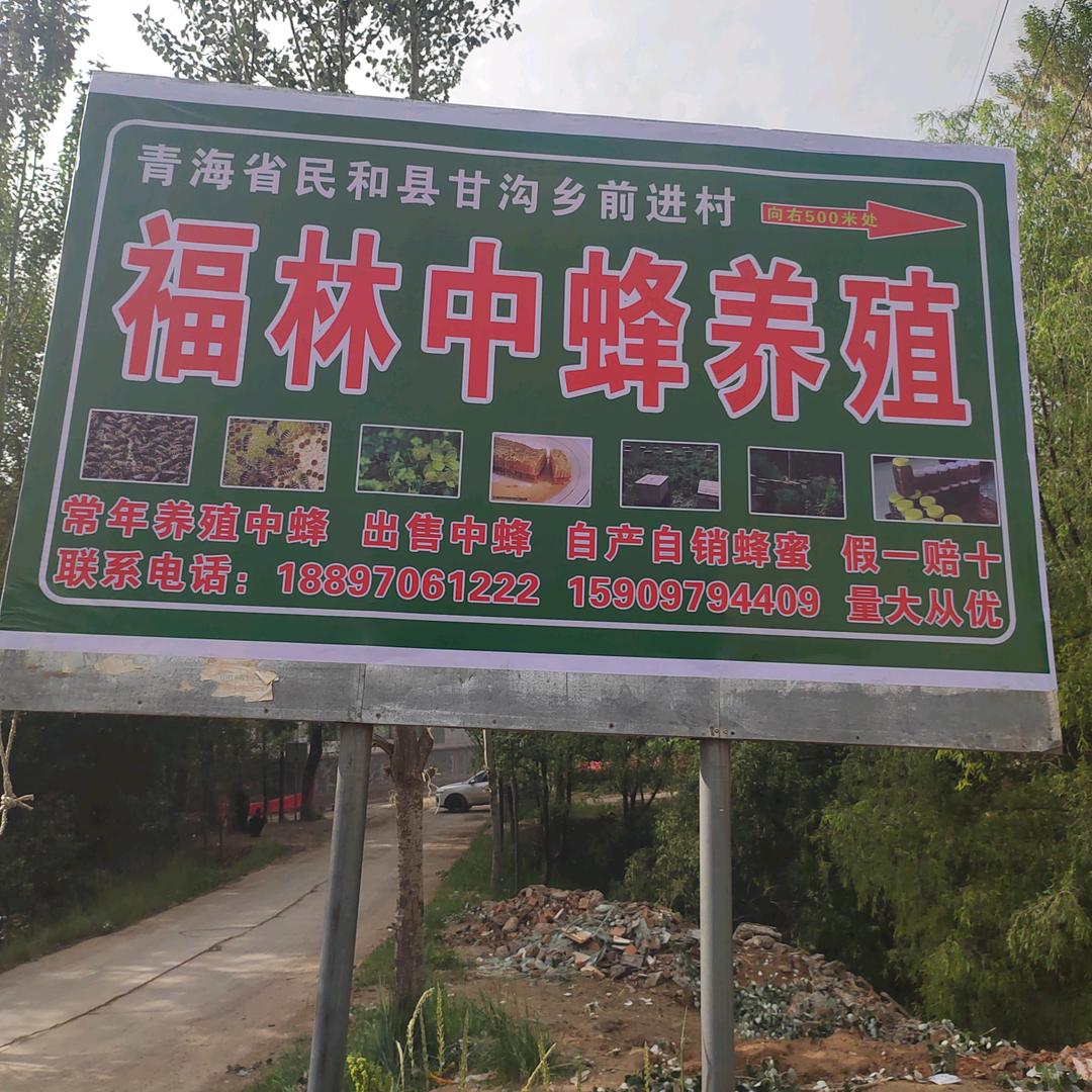 福林中蜂