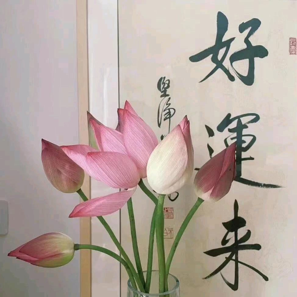 芦苇