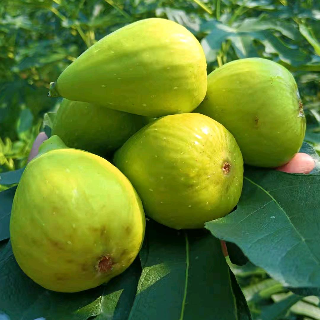 泗县小夏无花果