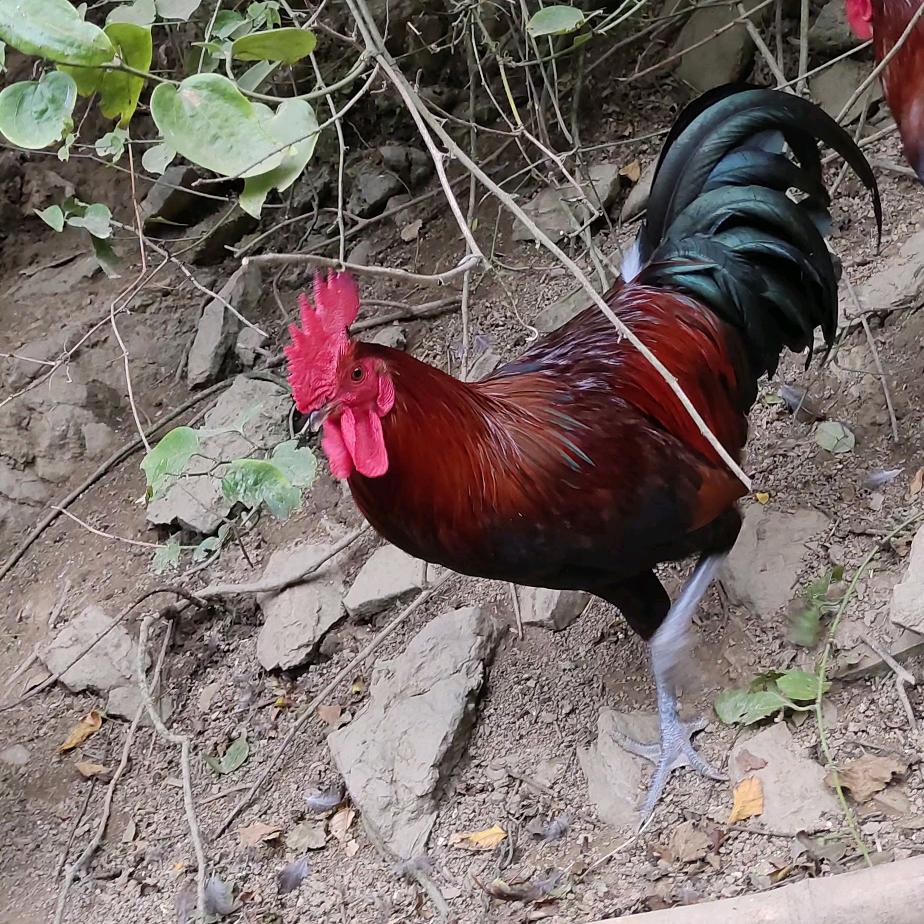 荔波利江鲜活水产禽肉铺子