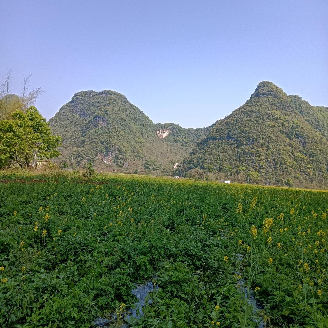 .香蕉菠萝。
