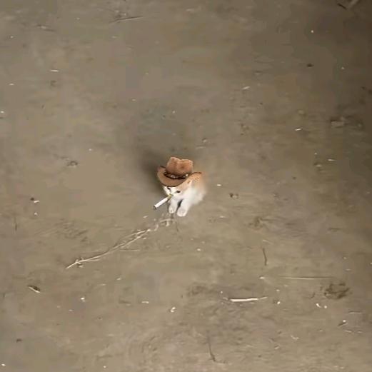 波因弟