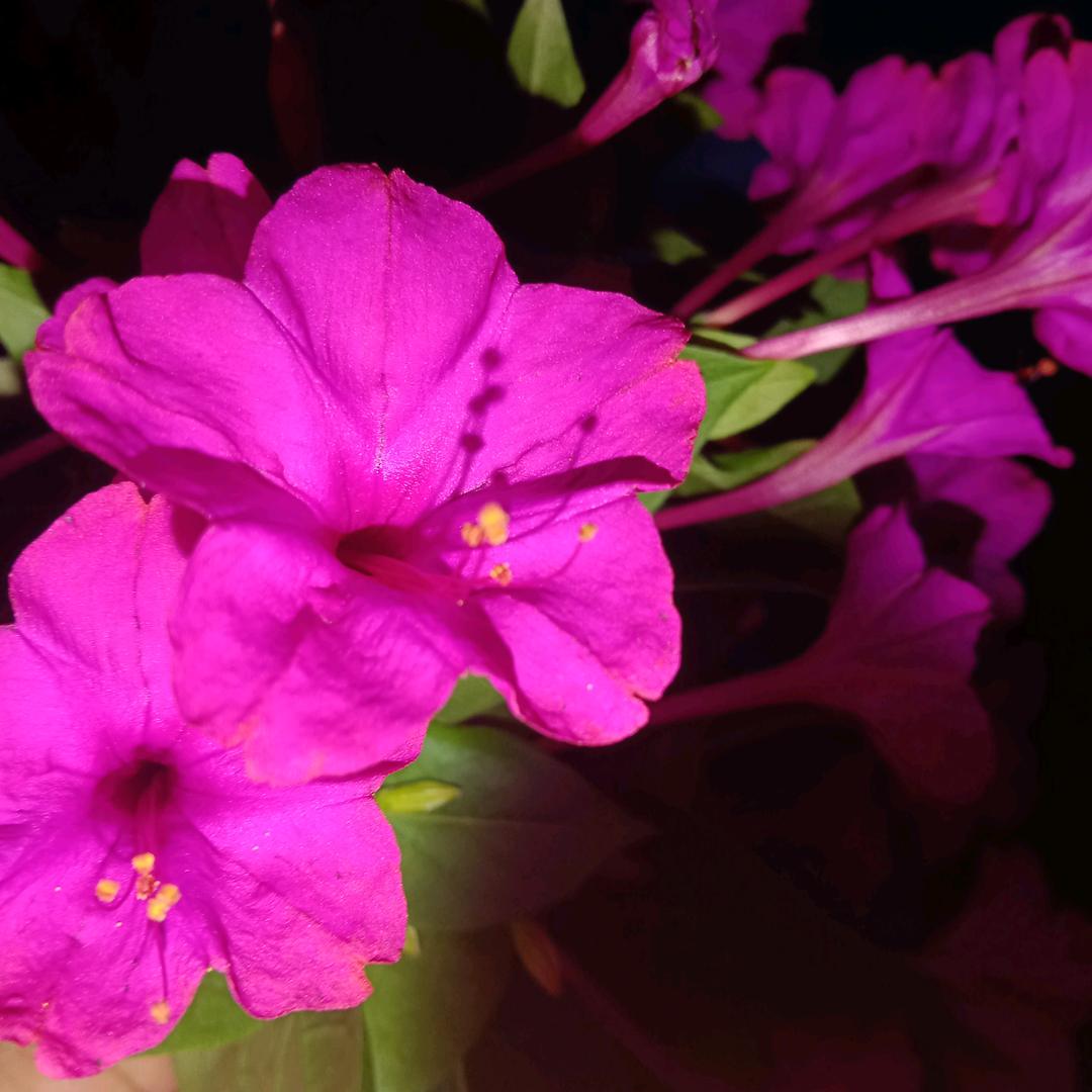 上岸兼顺其自然