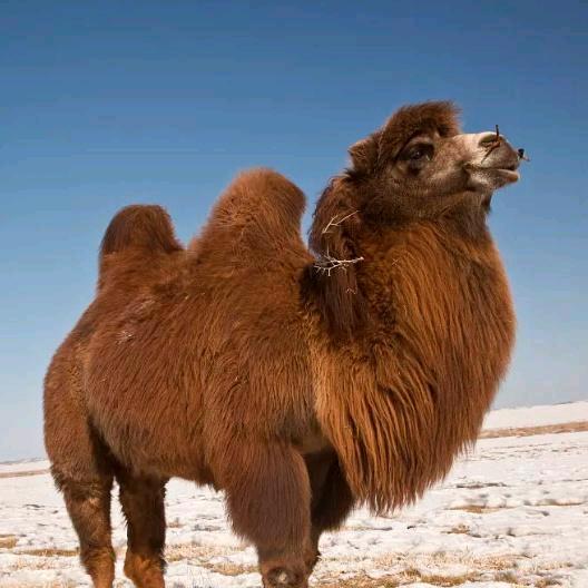 俄罗斯驼奶粉滋补优选店