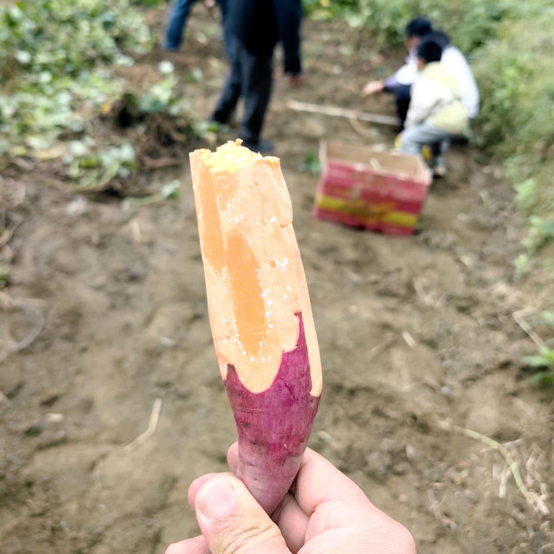 瓜瓜artme（精选分享）