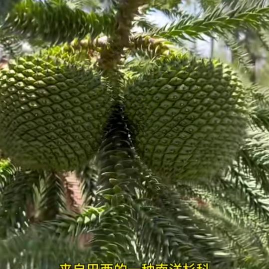 湖南顶粮树种植