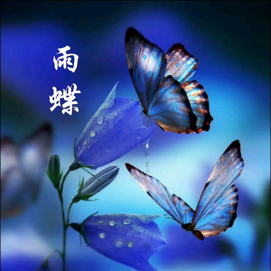 雨蝶（伤感情歌）