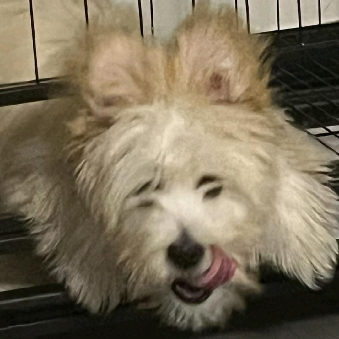 卡其不是西高地