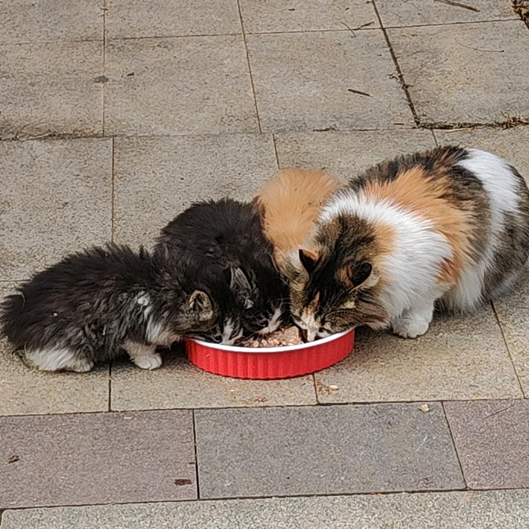 😻猫多多🙀