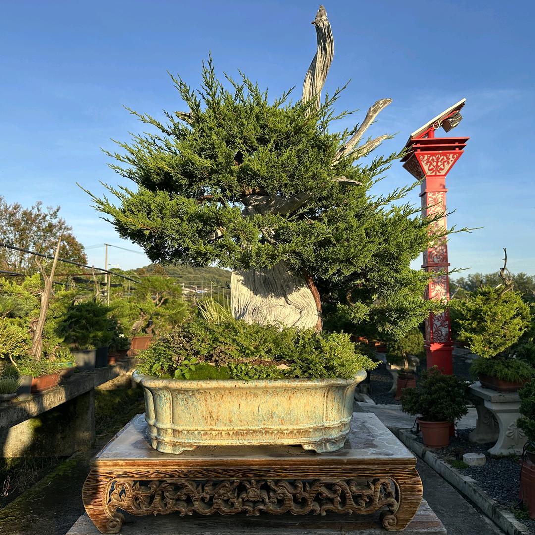 大山之子盆景
