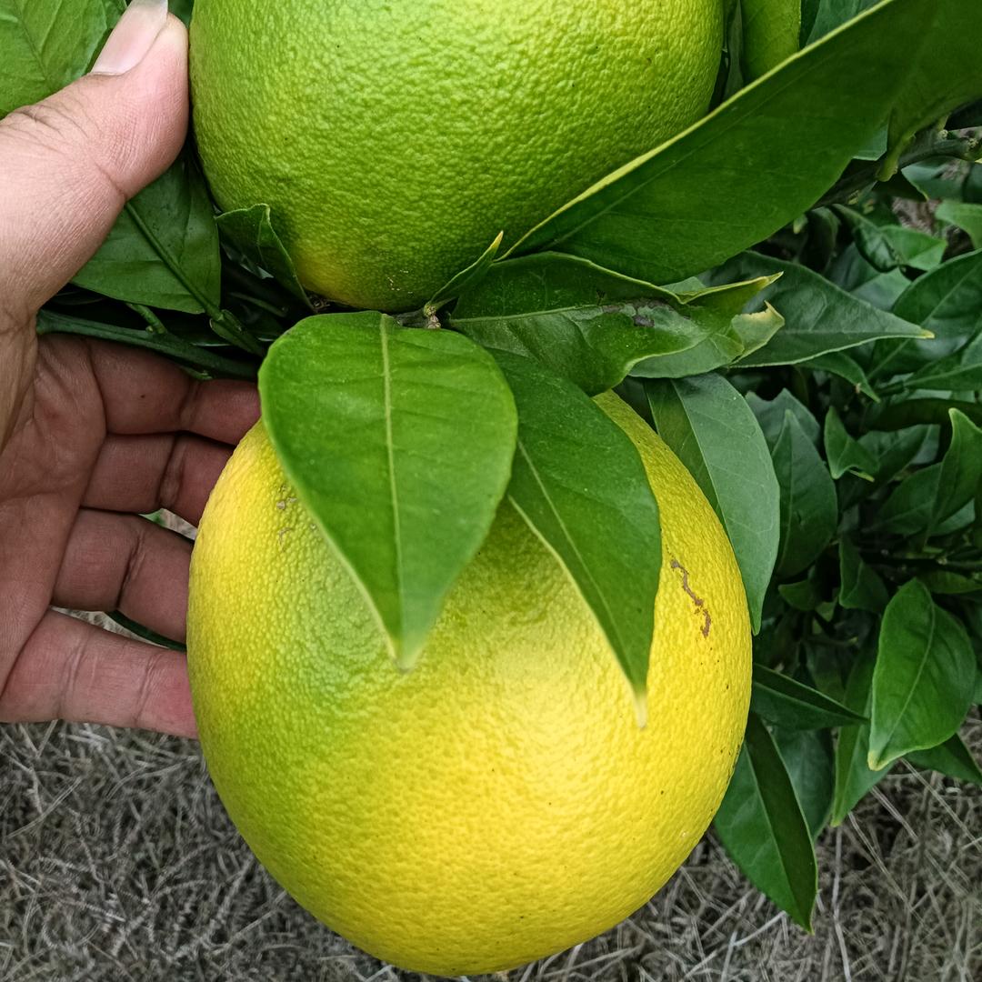 江西赣南脐橙种植小邝