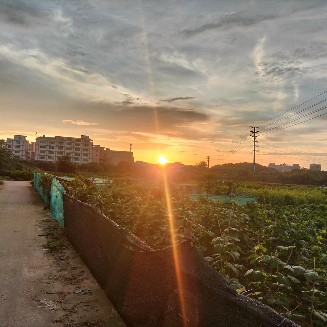 清风/杨柳