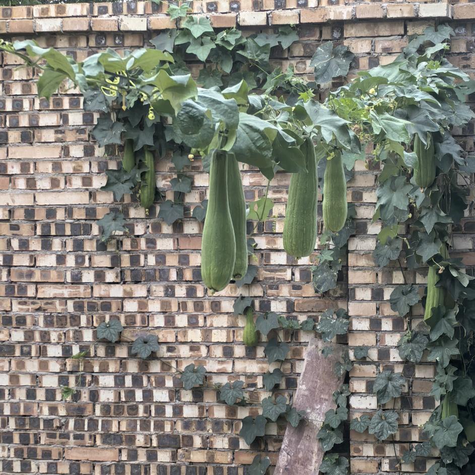 大田作物品种种植分享