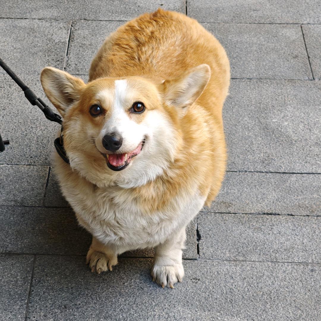 茉茉（重启版）