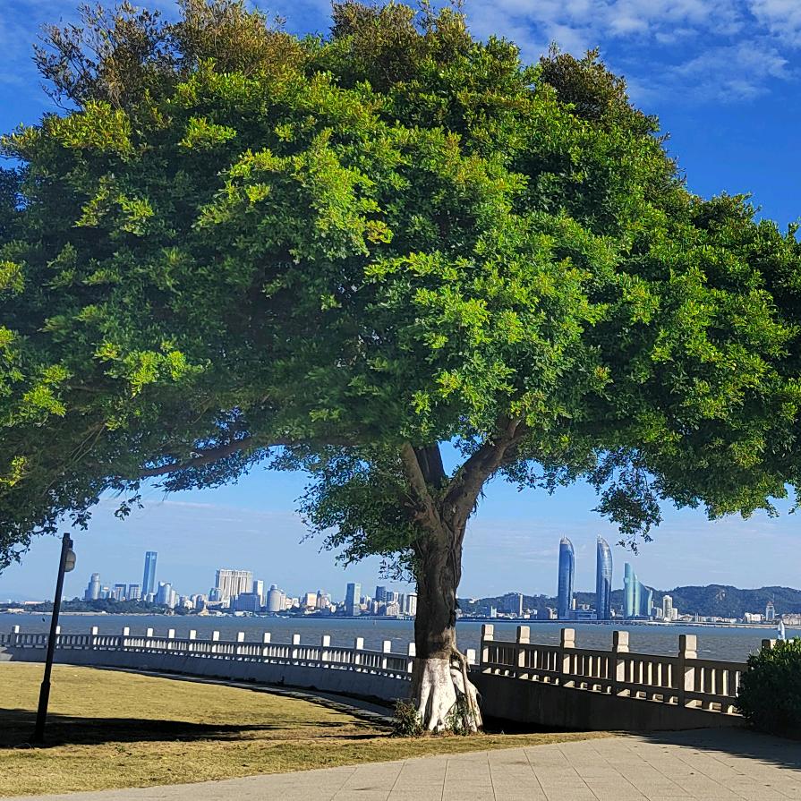 鲁大湿