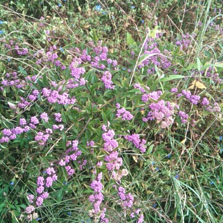 虎子爷爷