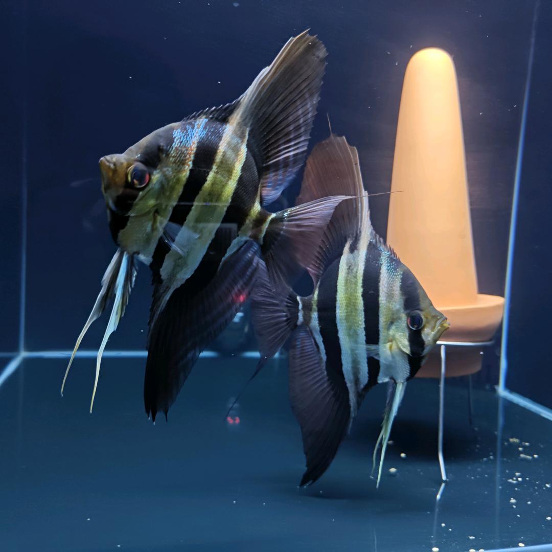 德鱼社（视频号）