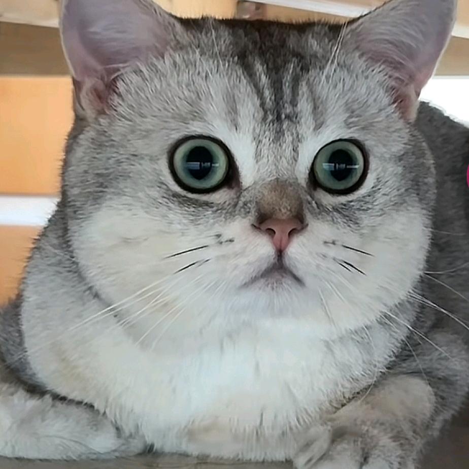 太乖了猫