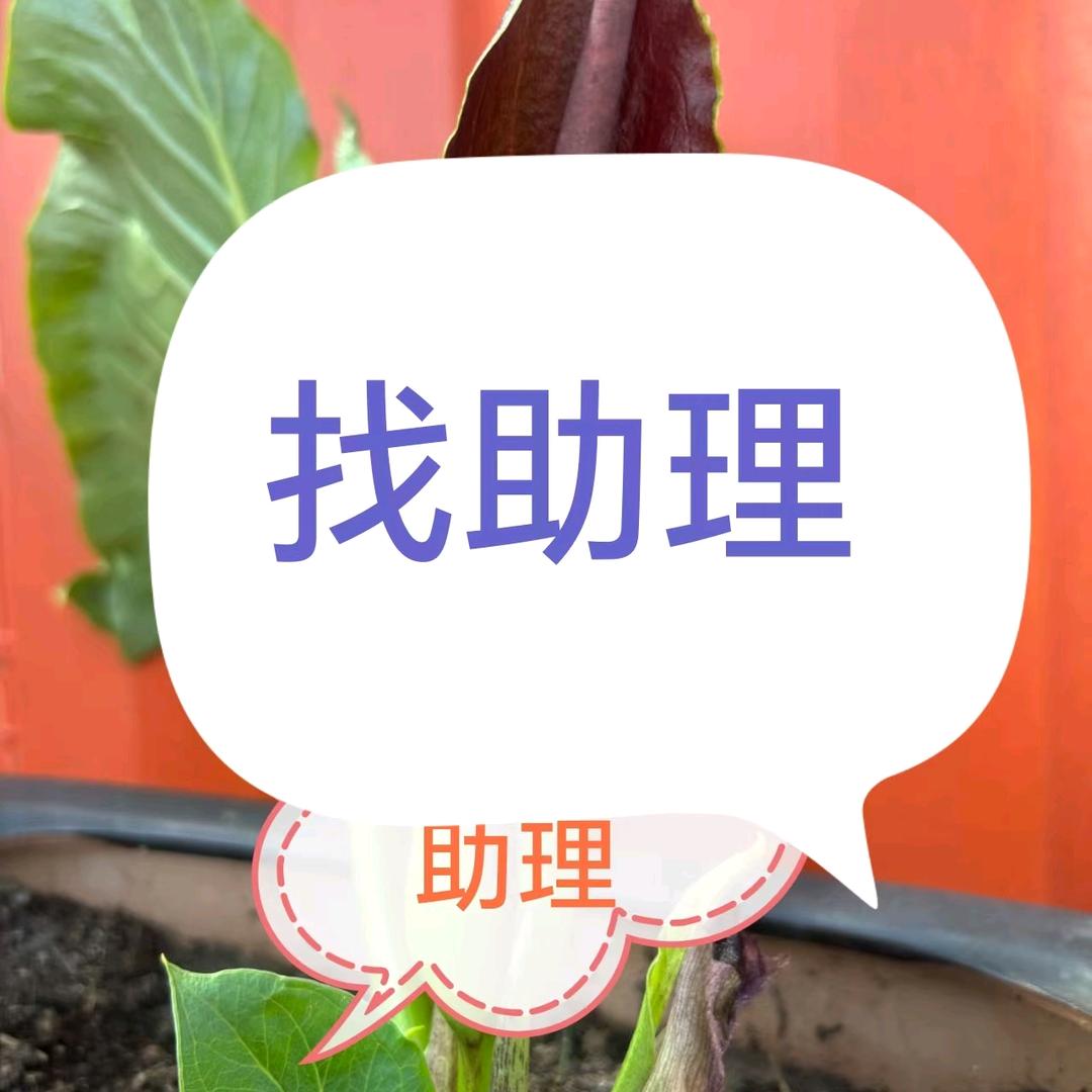 大龙助理