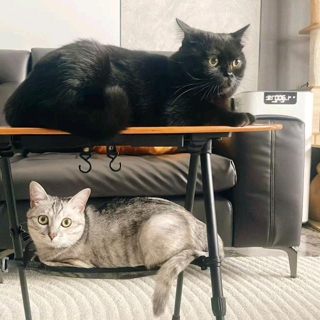 锋子爱宠🐱
