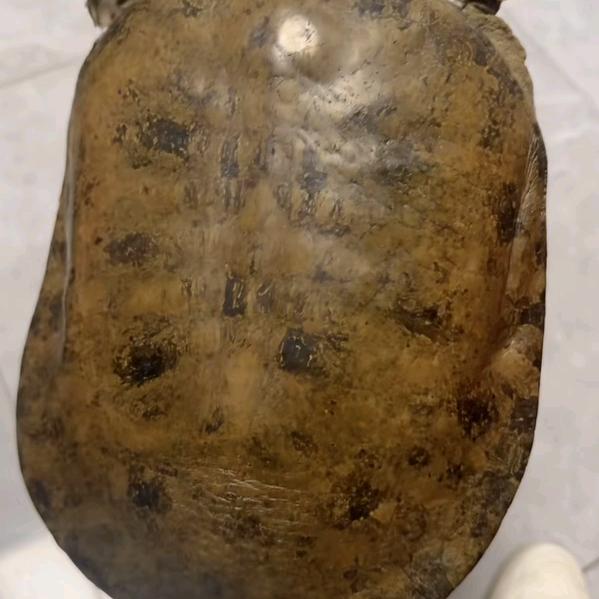 农村老歌（屋边山生态养殖）