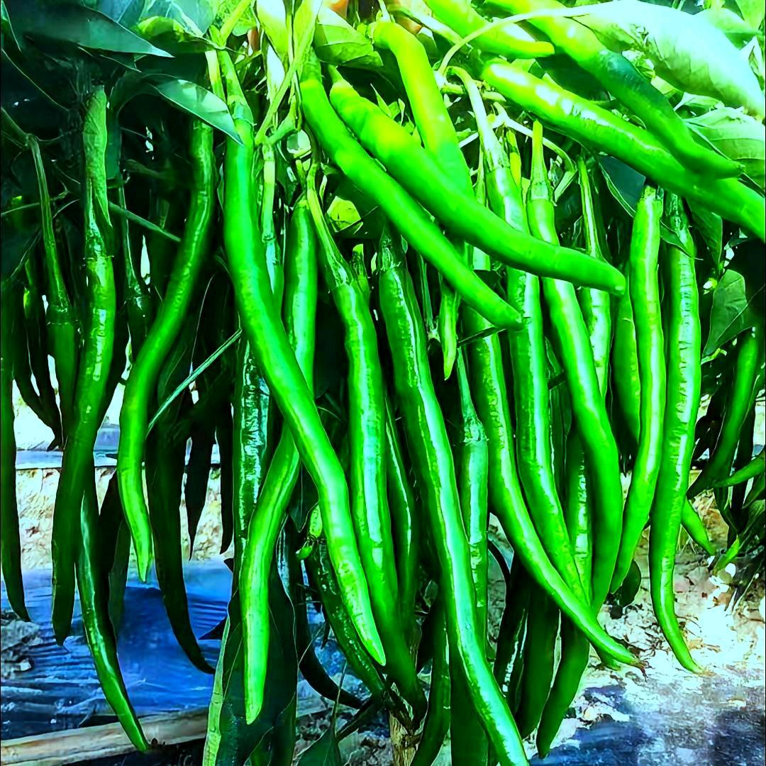 八葆素-辣帮主芳姐说辣椒