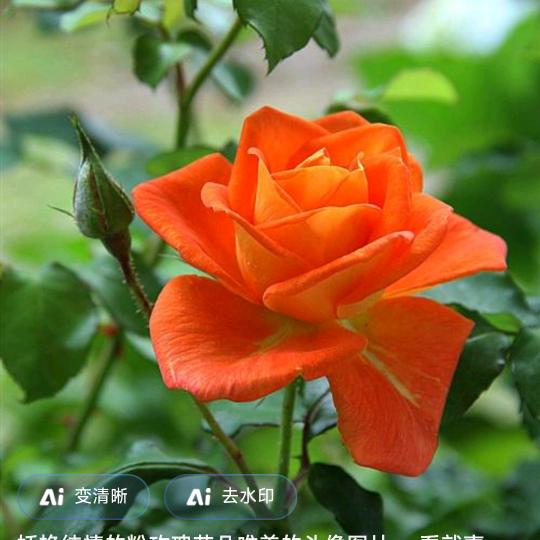 岁月🌺静好