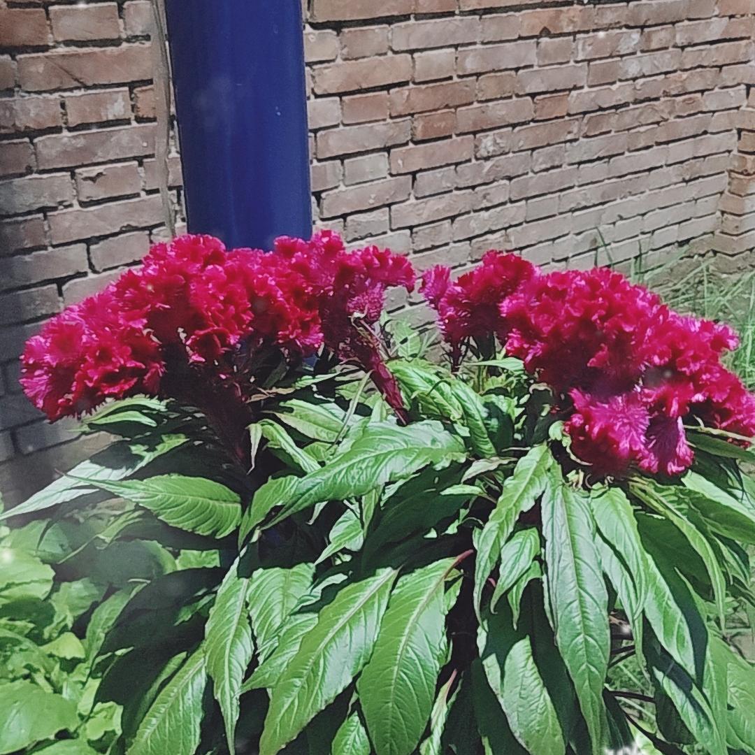 红光满面🌹🌹
