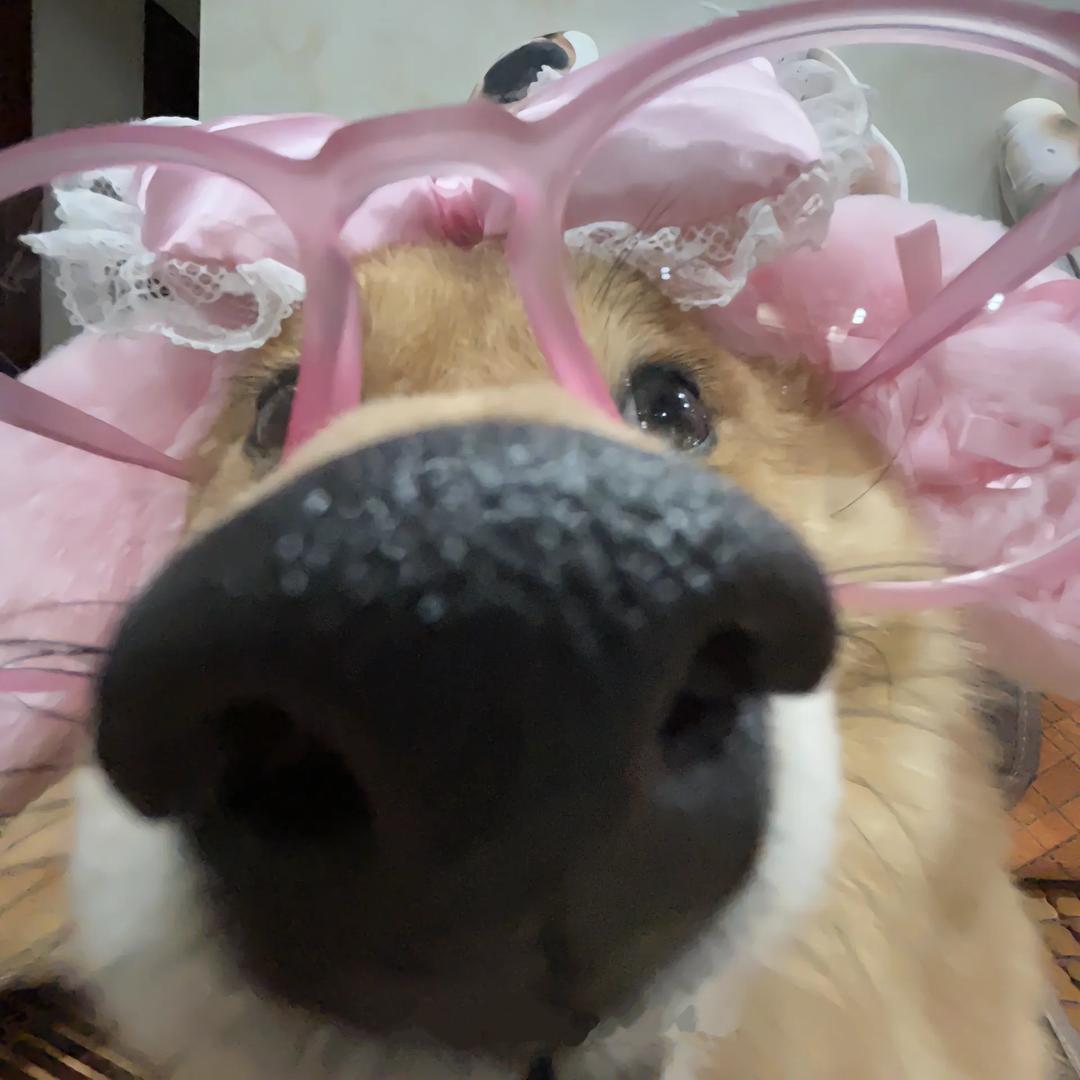 艾薇儿拉小熊