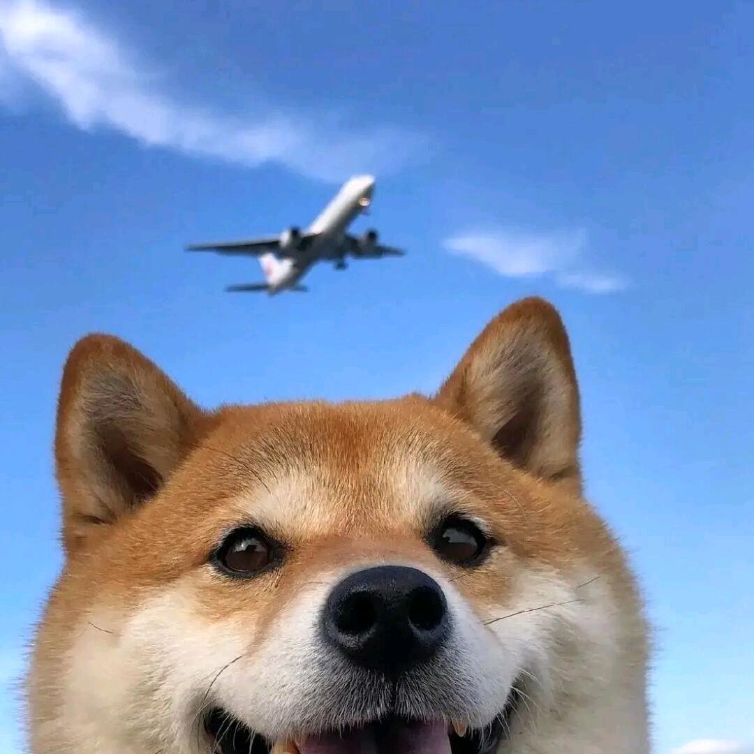 不拉不拉博