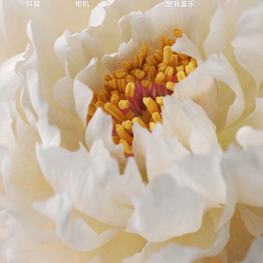 皮皮虾