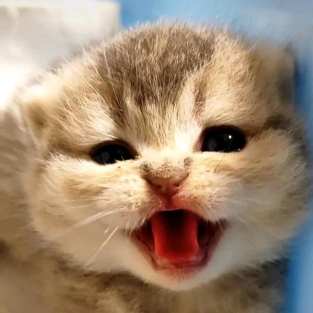 猫窝宠物
