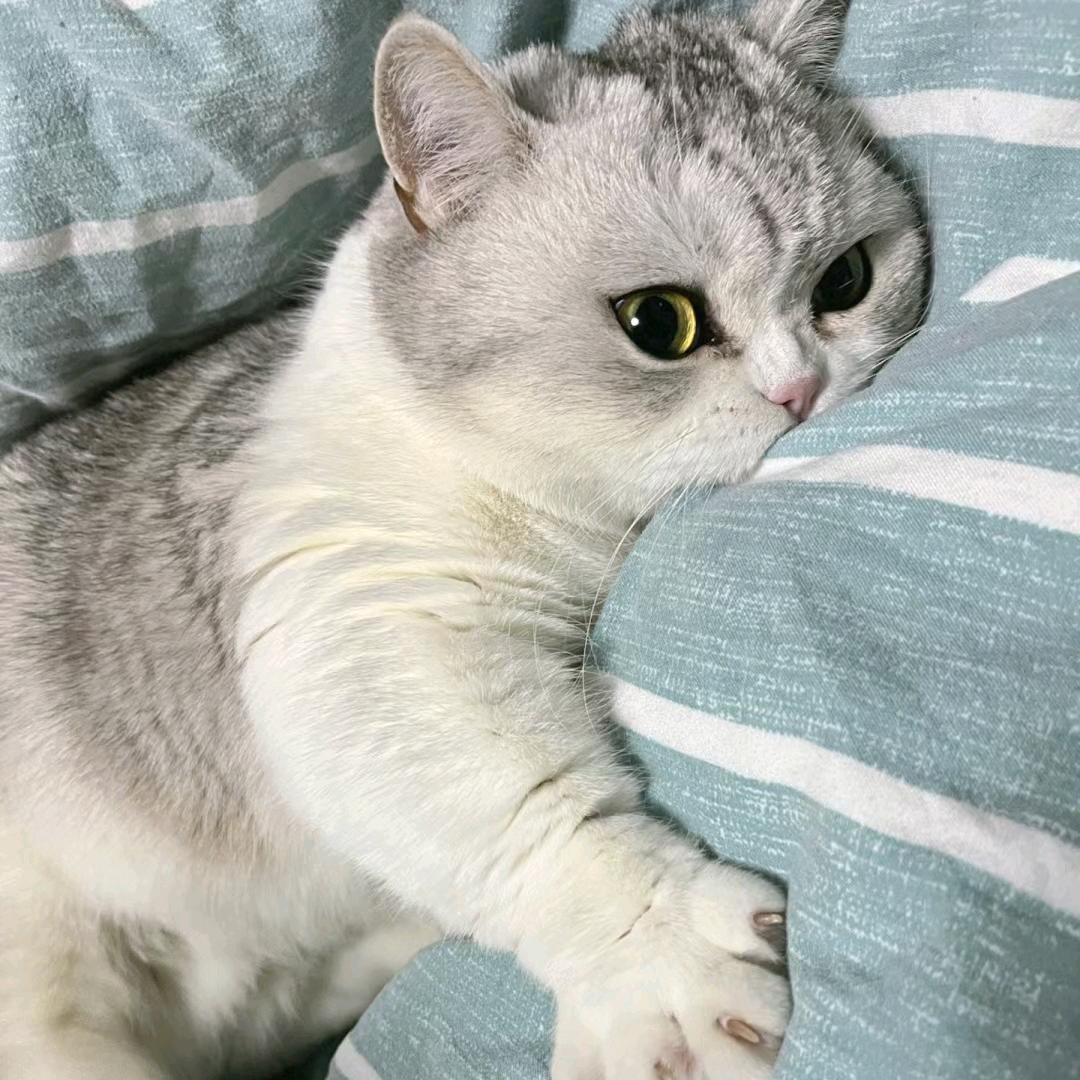 李哥严选数码