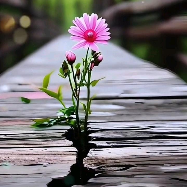 🌴🦋海之恋✌🐇