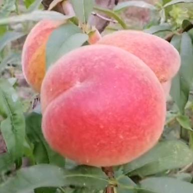 @长清区雨涵桃树种植合作社