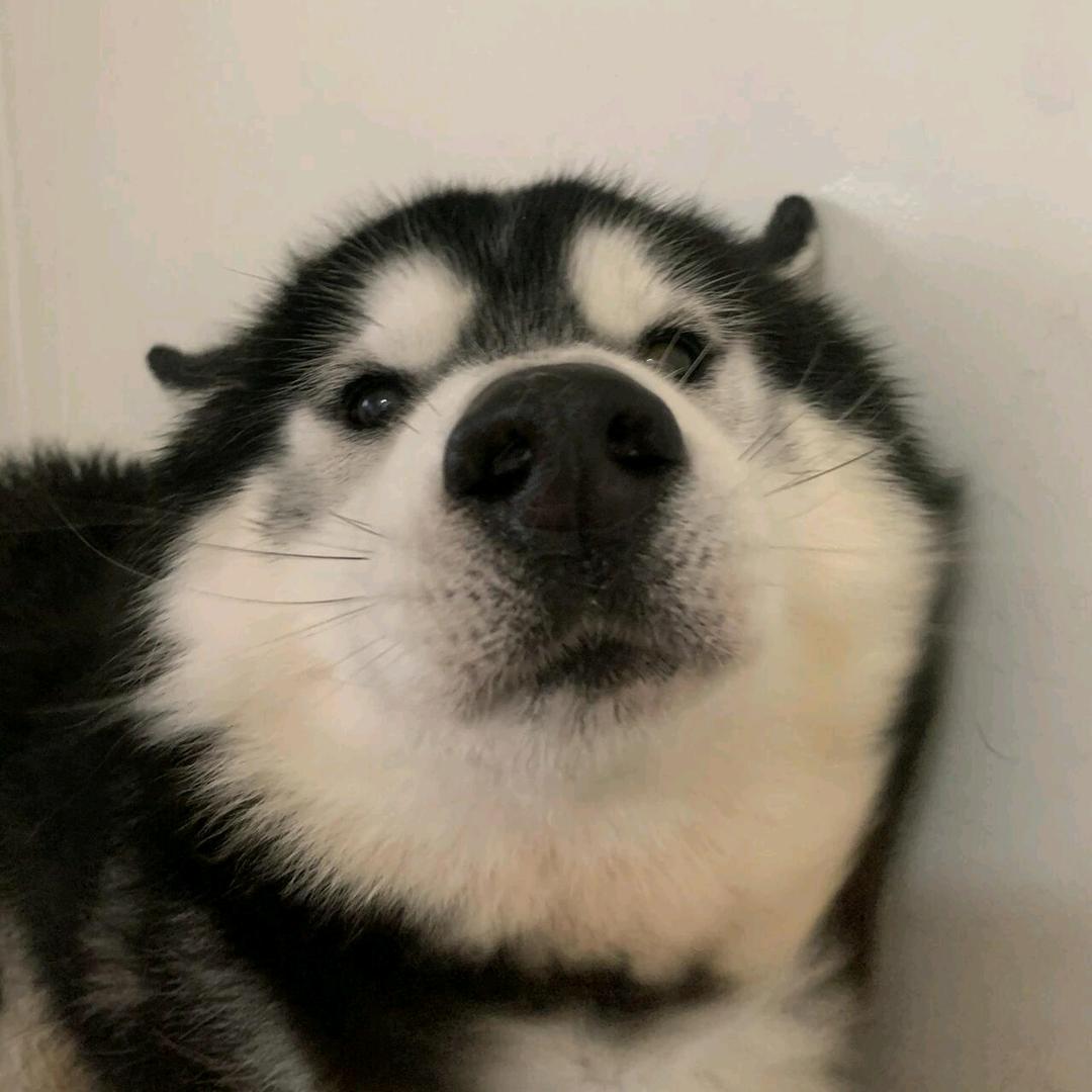 艾奇奇