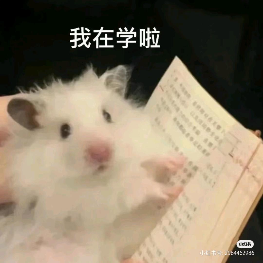 努力的土豆丝(练口语版)