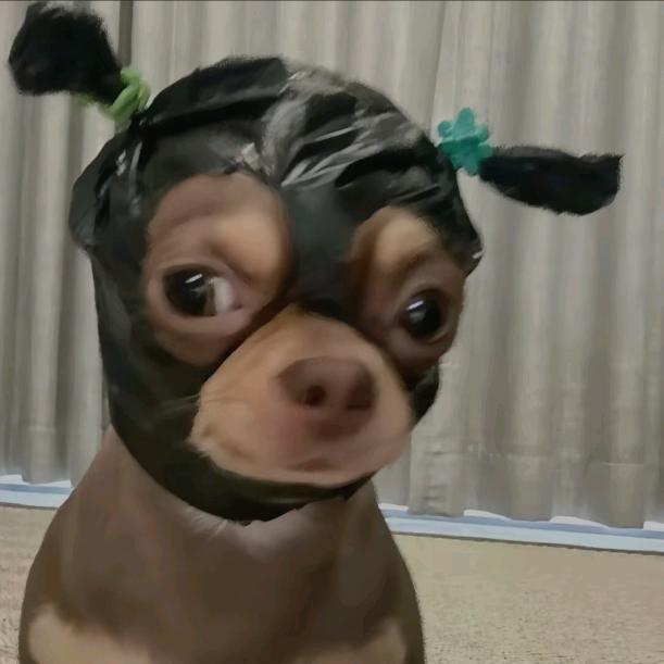 落坨翔子💩头像