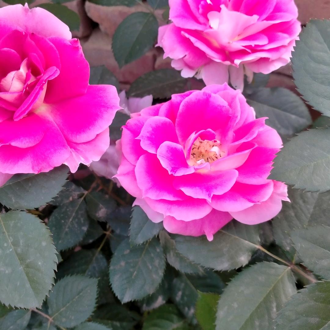 全家平安一生福