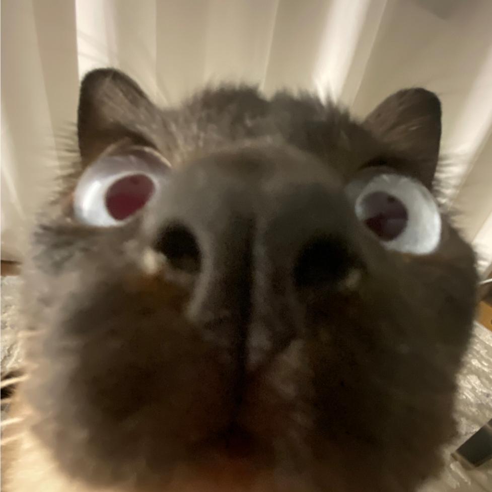 🌈宇宙无敌小猪猪