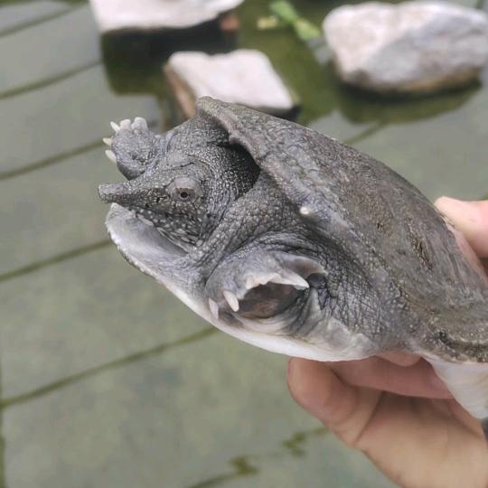 泡泡鱼