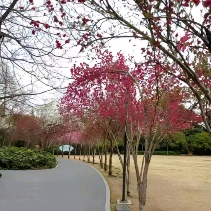 天天有个好心情。