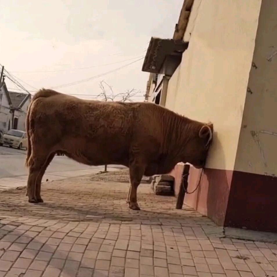 闲物