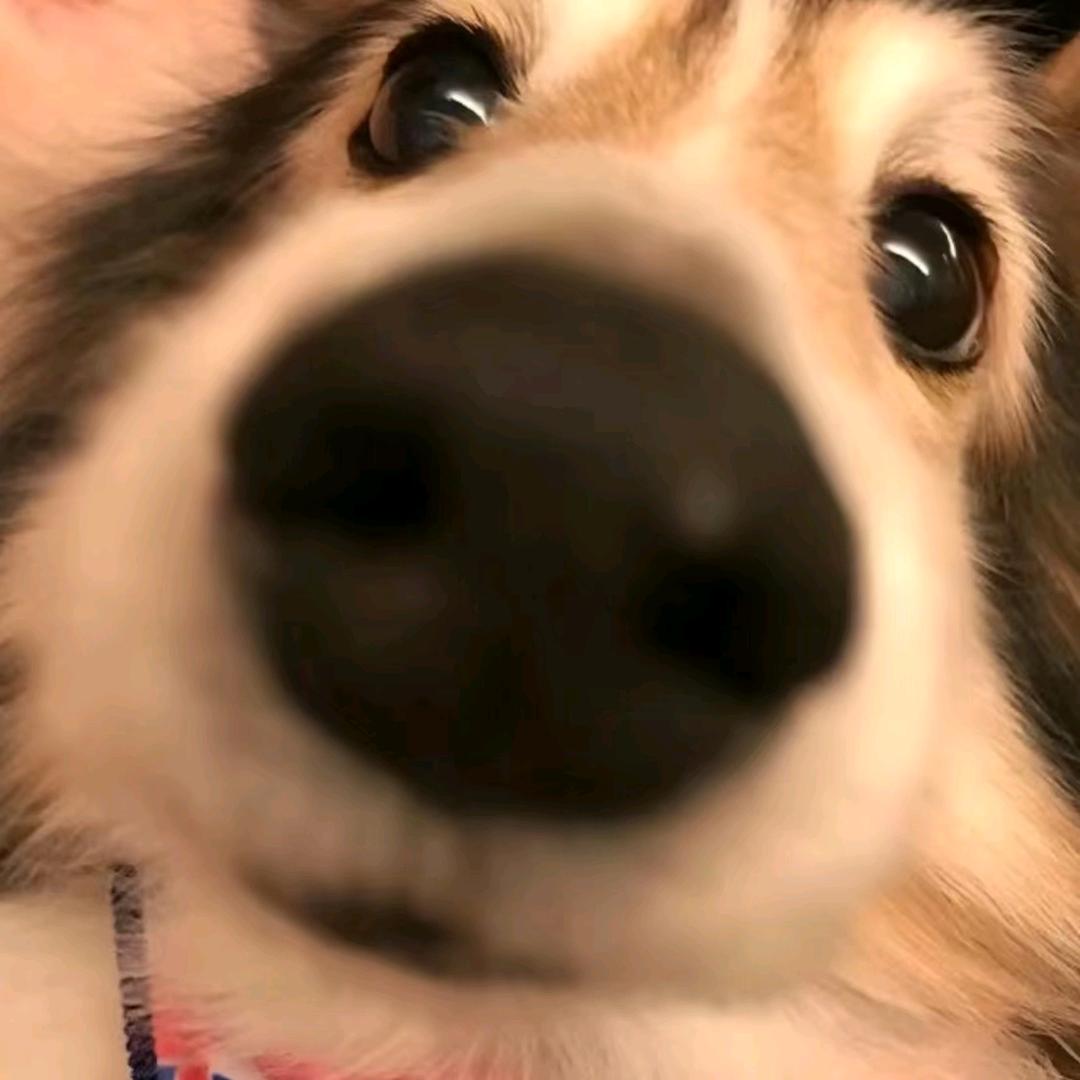 睡觉哥