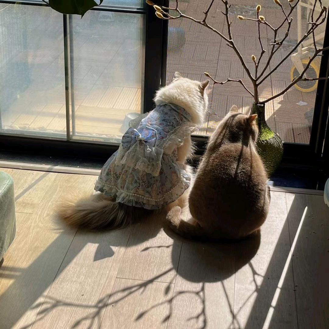 程布丁是真狗啊