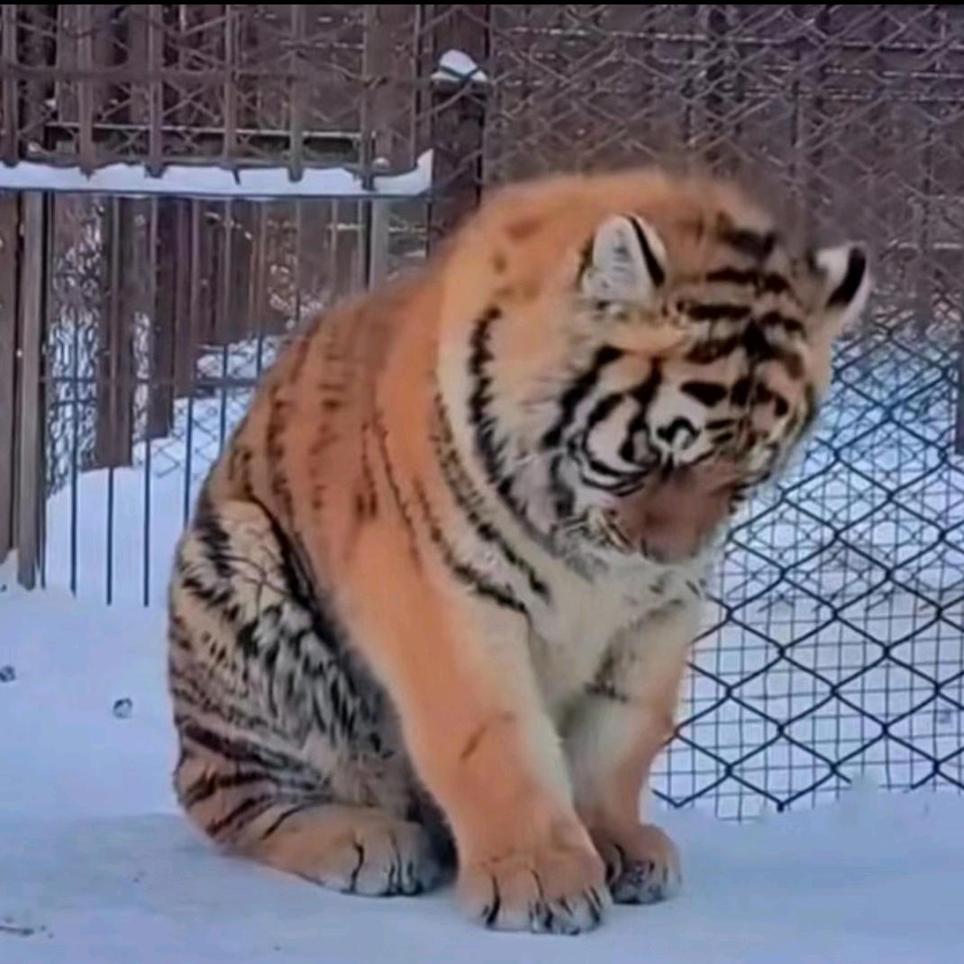 酸菜炖大骨头🍲