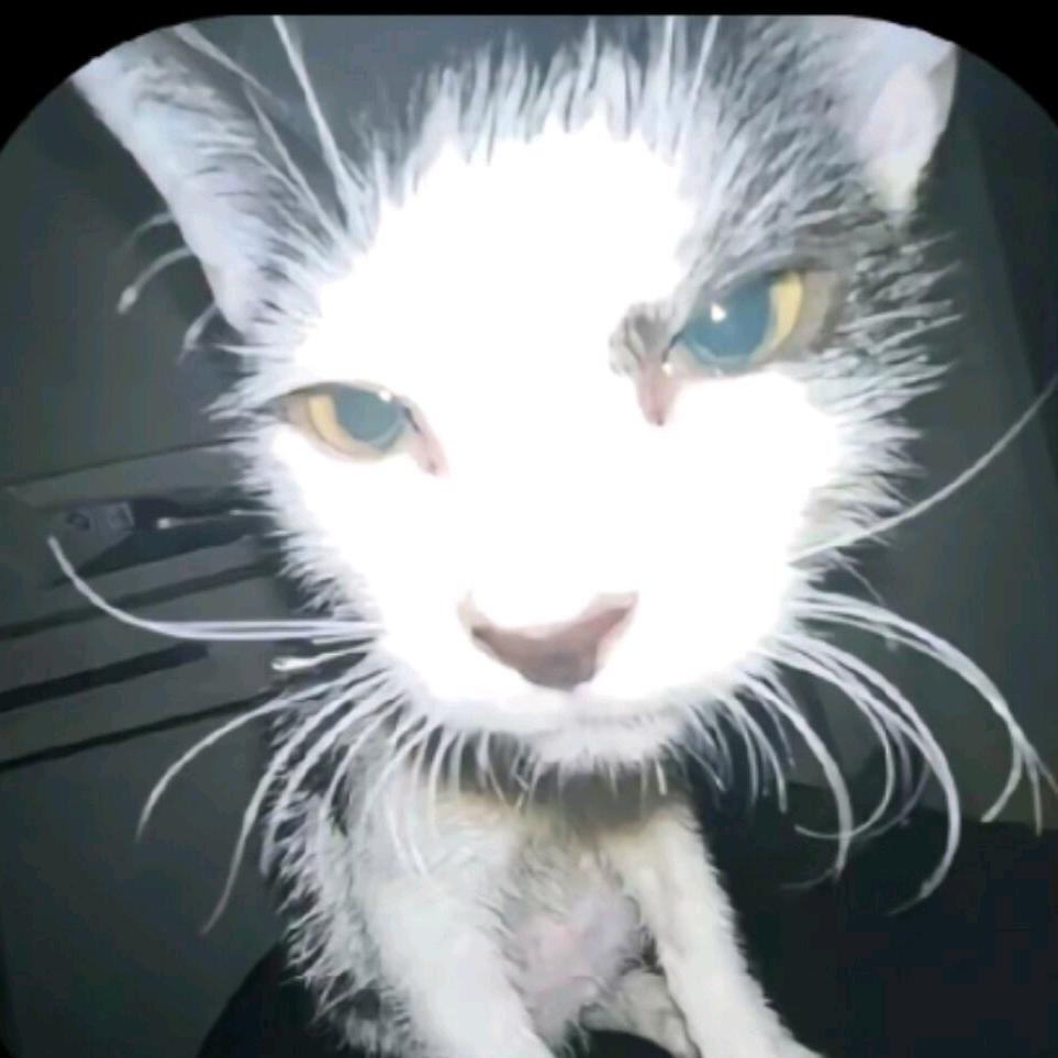 小猫大王319