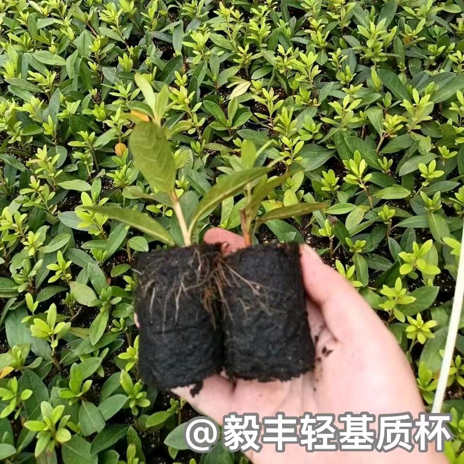 毅丰农业（小陈）