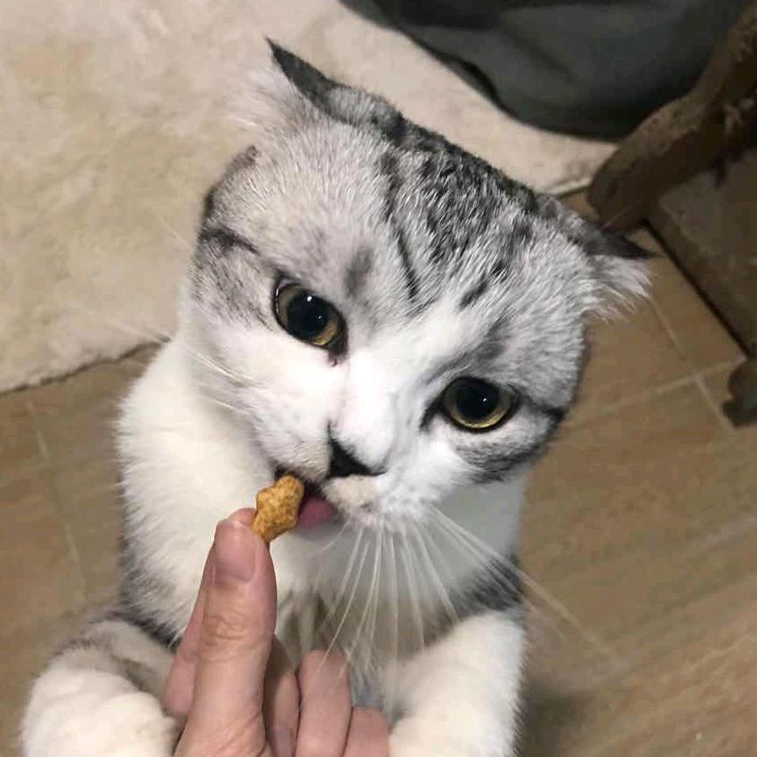 丶哈密瓜是猪